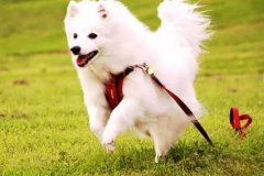 狗狗教會(huì)我們的人生道理，你做到了嗎？