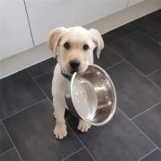 到了飯點(diǎn)不喂狗，你可知道后果的嚴(yán)重性？